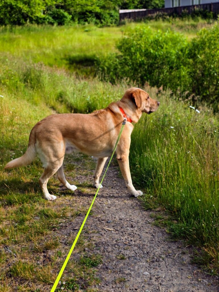 Boomer the dog at 100 pounds showing mid-progress weight loss in June 2025