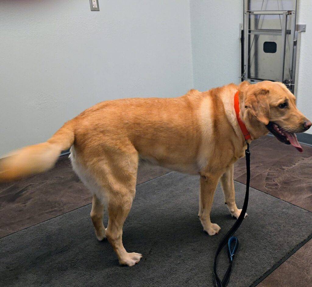 Boomer dog weight loss transformation using balanced bowl approach