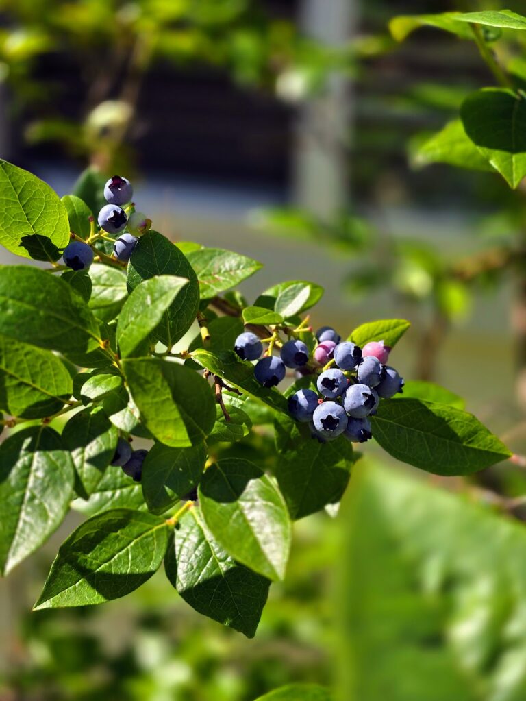 Fresh ripe blueberries growing in home garden