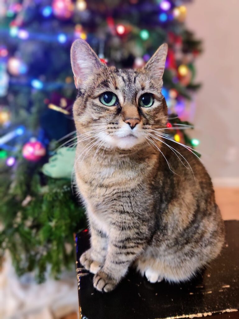 Maggie and Marley beloved pets who inspired natural pet wellness brand story