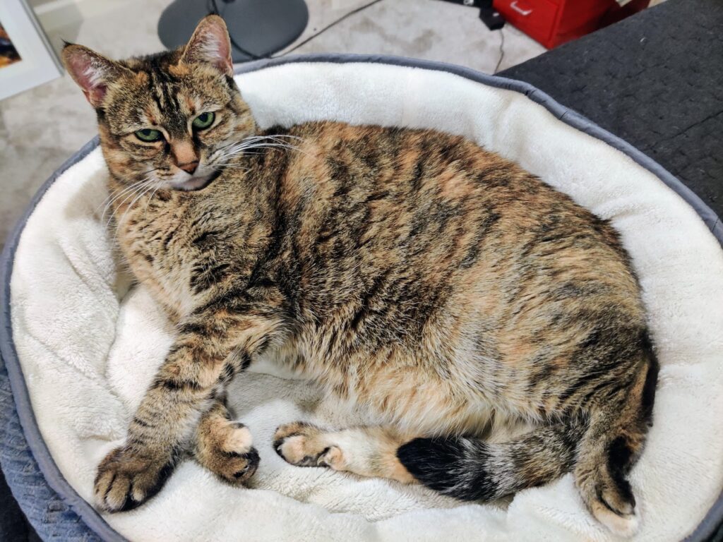 Maggie and Marley beloved pets who inspired natural pet wellness brand story