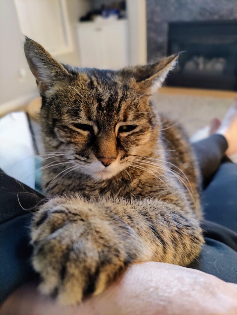 Maggie and Marley beloved pets who inspired natural pet wellness brand story