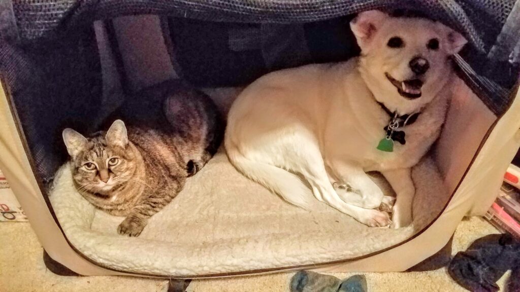 Maggie and Marley together showing the natural pet wellness brand story origins and multi-pet harmony philosophy behind Joyfolk Pets