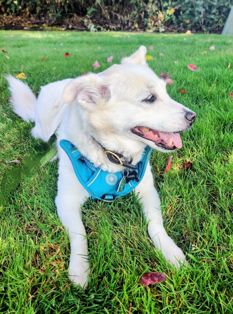 Maggie and Marley beloved pets who inspired natural pet wellness brand story