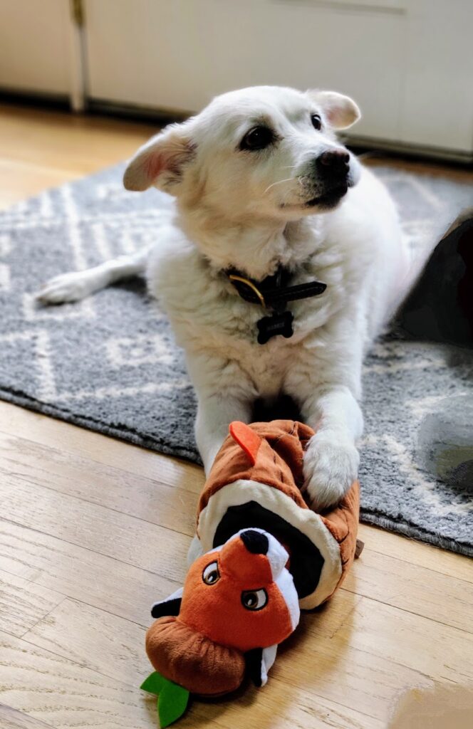 Maggie and Marley beloved pets who inspired natural pet wellness brand story