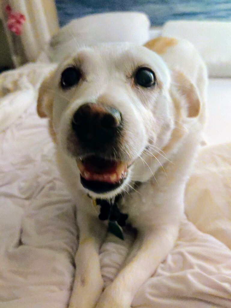 Maggie and Marley beloved pets who inspired natural pet wellness brand story