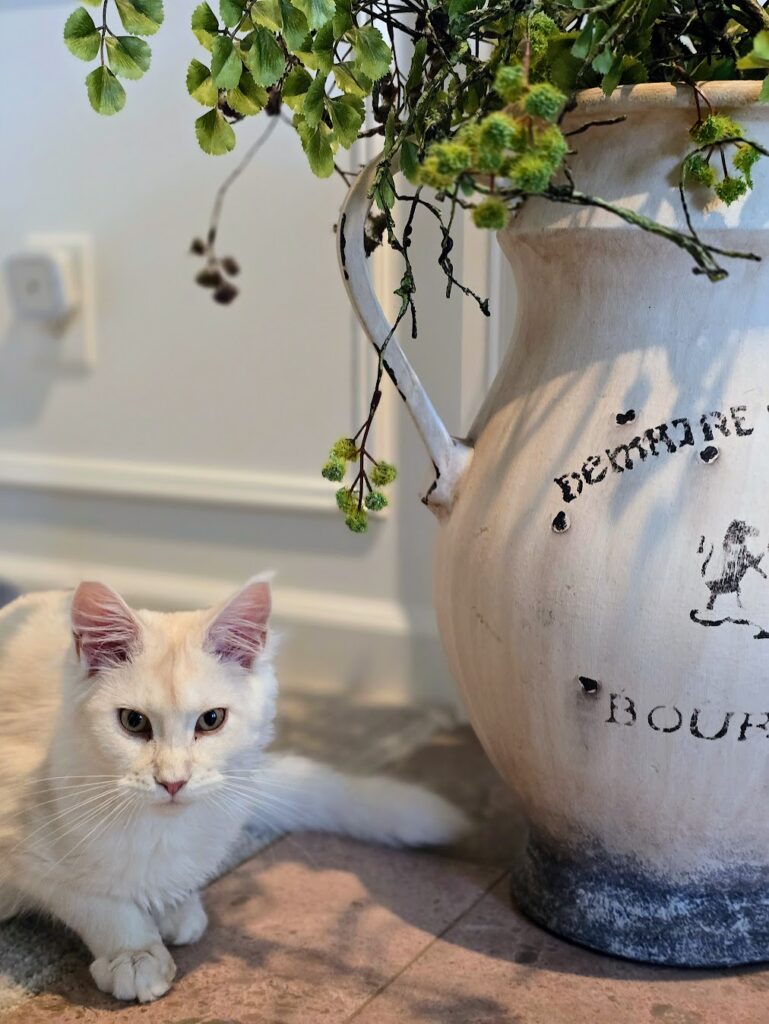 Luna the cat displaying curious behavior and attentive expression