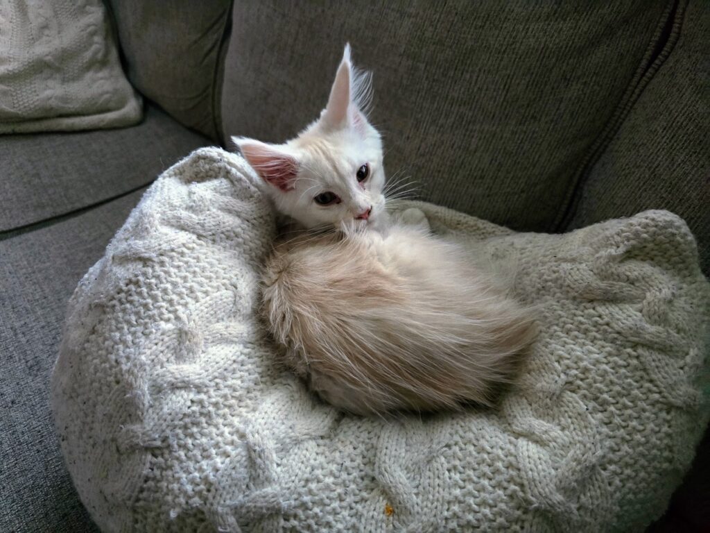 Luna Maine Coon kitten featured in natural pet wellness brand story