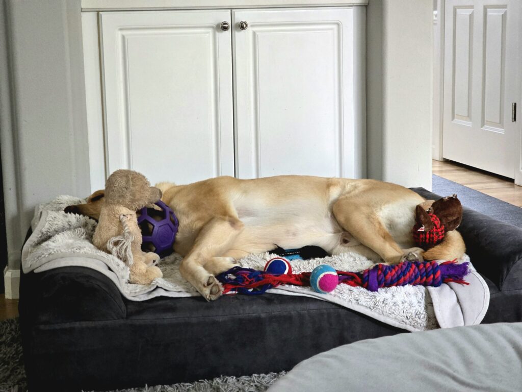 Yellow labrador retriever Boomer sleeping peacefully in a plush dog bed in a living room surrounded by chew toys and rope toys, demonstrating comfortable dog-friendly home design with designated rest areas