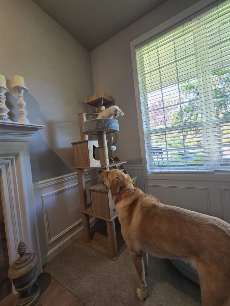 Luna kitten on office cat tree staring down at Boomer yellow lab showing playful multi-pet household dynamics and cross-species interaction