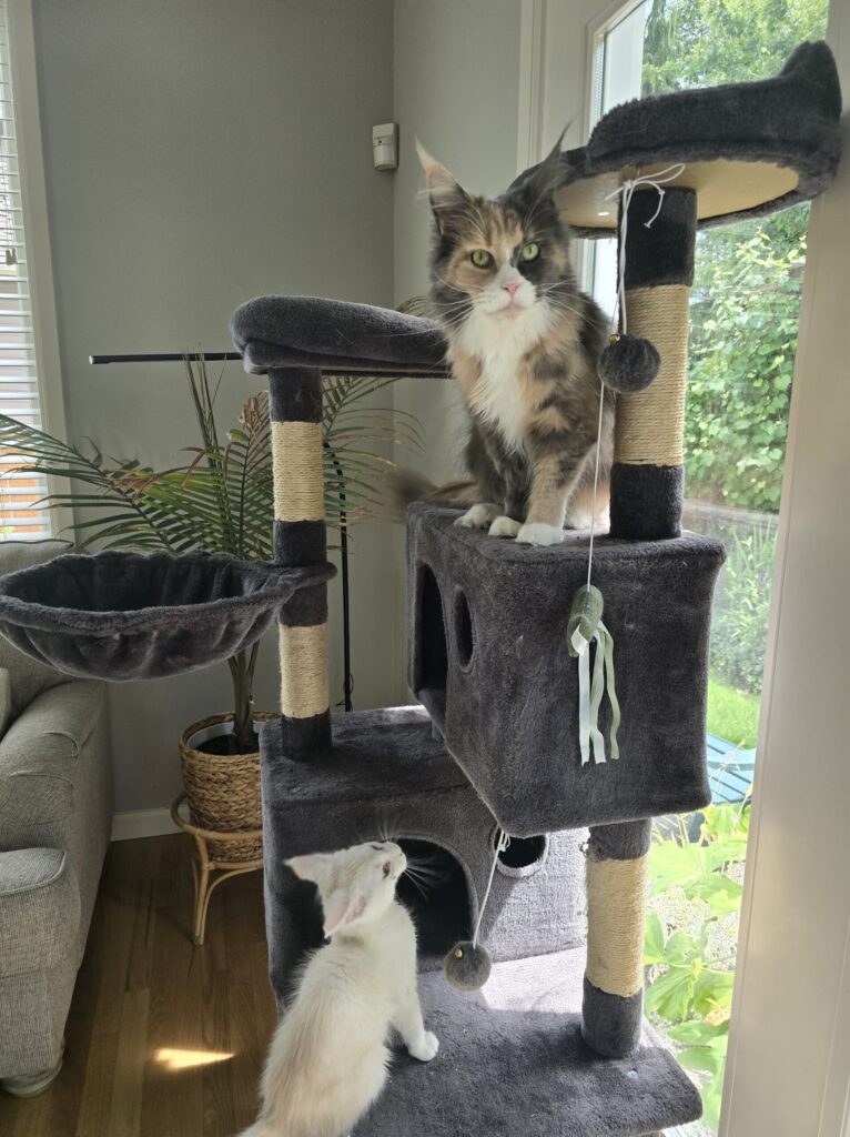 Penelope and Luna sharing cat tree in sunny bonus room showing successful cat sanctuary design with vertical territory