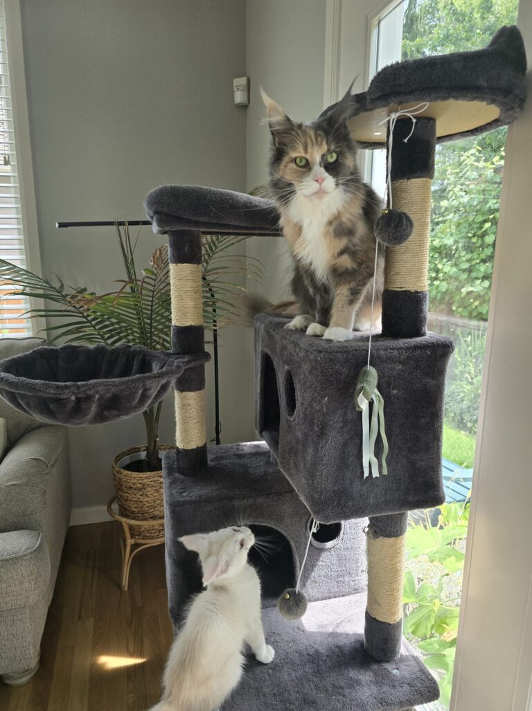 Penelope and Luna sharing cat tree in sunny bonus room showing successful cat sanctuary design with vertical territory