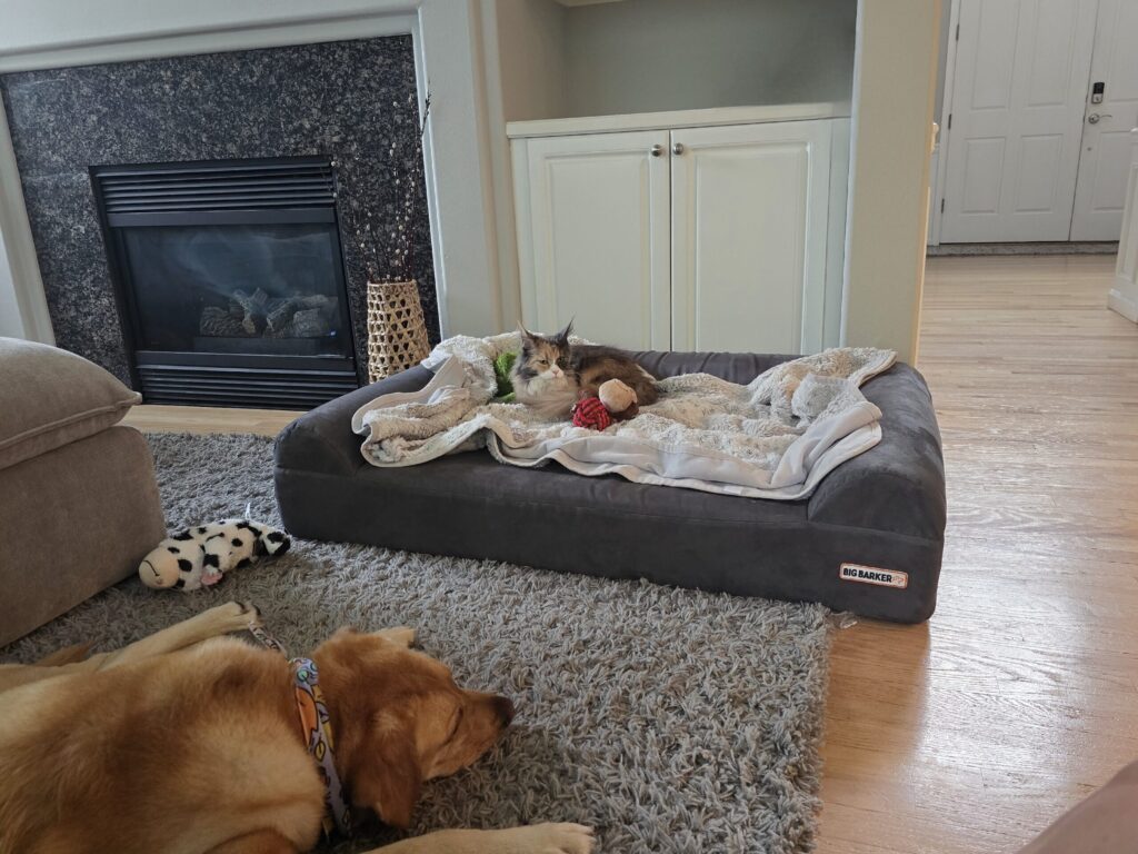 Penelope Maine Coon in Boomer's family room bed while he rests on floor showing multi-pet household territorial dynamics and patience