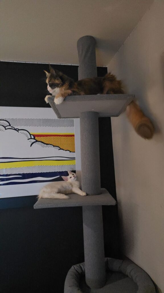 Penelope and Luna on floor-to-ceiling cat tree with Penelope at top and Luna below showing cat sanctuary vertical territory hierarchy