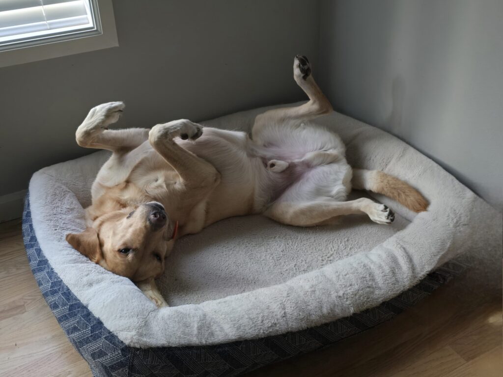 Boomer yellow lab sleeping on his back with legs in air in bedroom bed at sunrise showing dog-friendly home design comfort and security