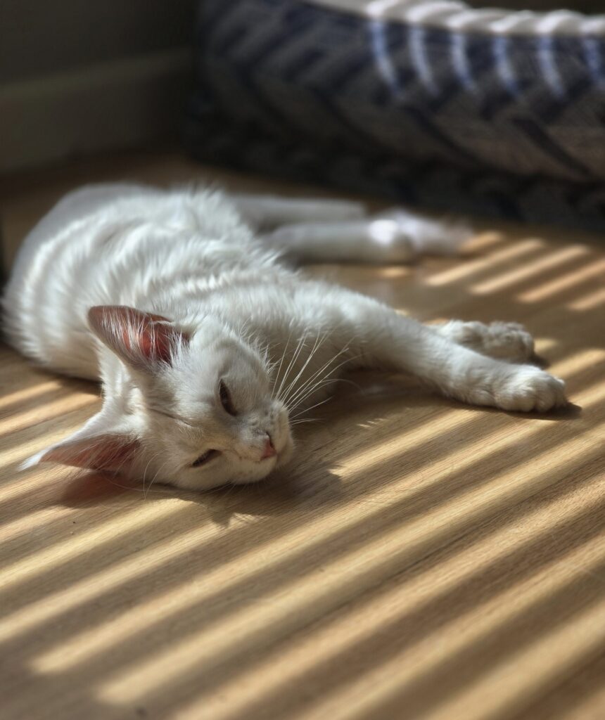 Luna kitten completely relaxed on bedroom floor in natural sunlight showing cat sanctuary comfort and security in shared spaces