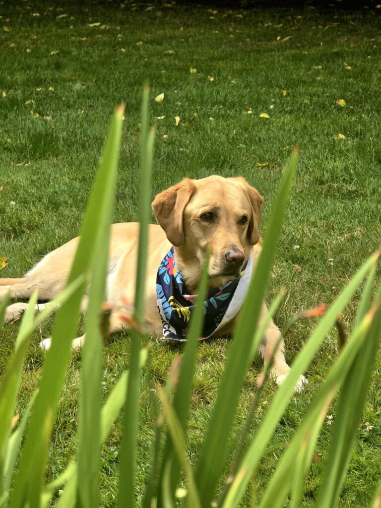 Yellow labrador retriever Boomer resting contentedly on grass in a dog-friendly backyard with safe fencing and natural outdoor space for canine enrichment