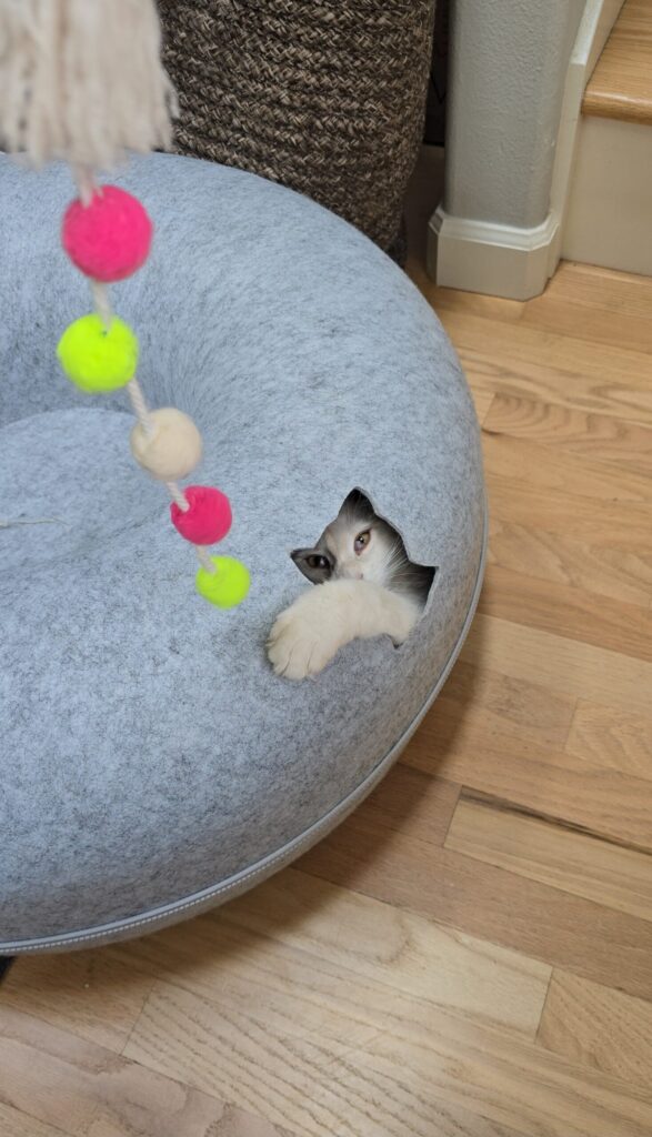 Luna kitten playing with dangling toy in round peek-a-boo bed showing cat sanctuary enrichment and interactive play elements