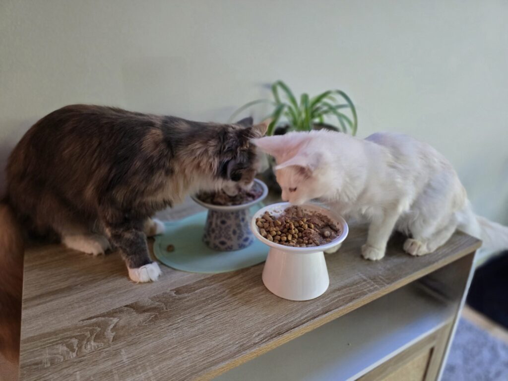 Luna and Penelope eating peacefully together on elevated feeding station showing successful cat sanctuary design with elevated dining areas