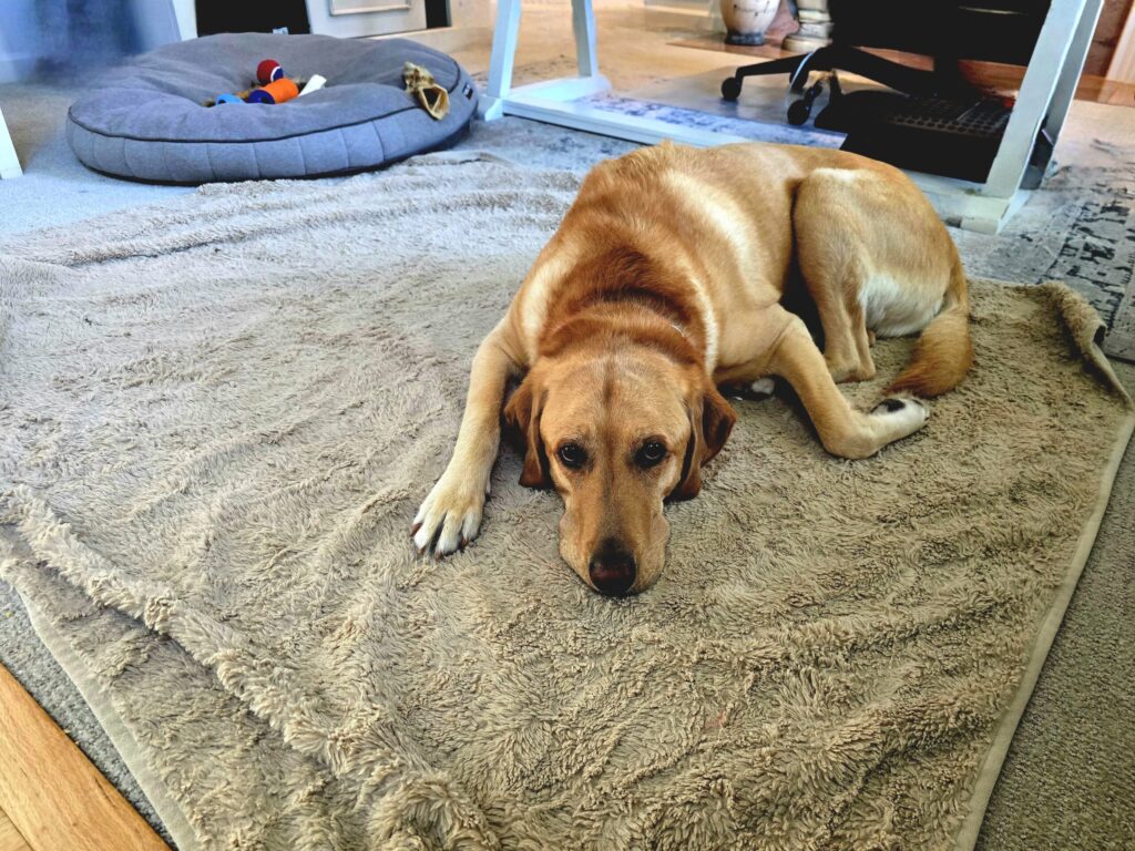 Boomer yellow lab resting on floor blanket next to office beds showing dog-friendly home design flexibility and comfort options
