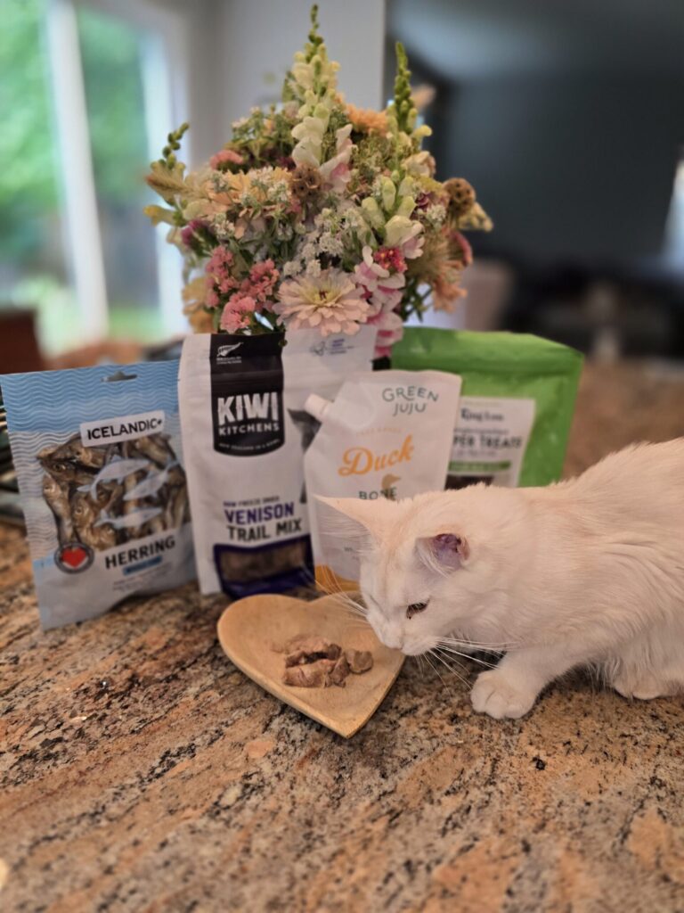 Luna kitten eating lamb hearts from heart-shaped bowl with shelf-stable cat feeding toppers in background packages