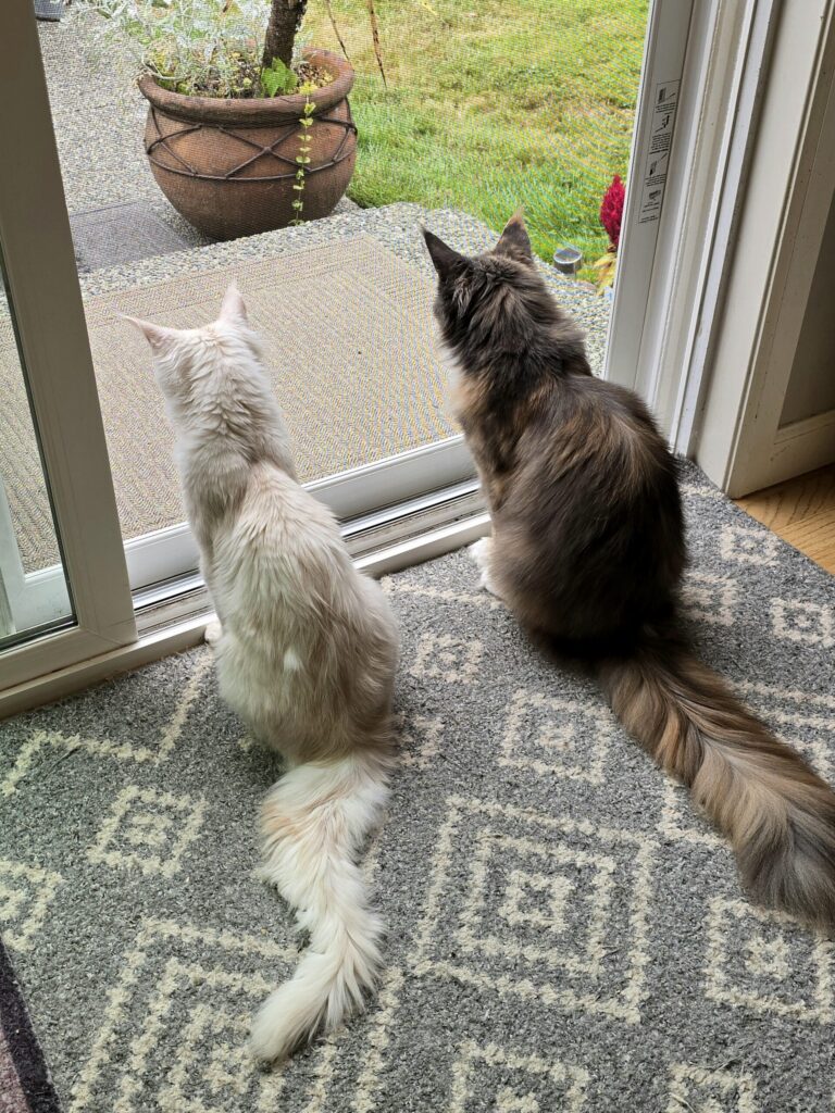 Luna and Penelope cats sitting together at open slider door showing cat sanctuary environmental enrichment and outdoor observation