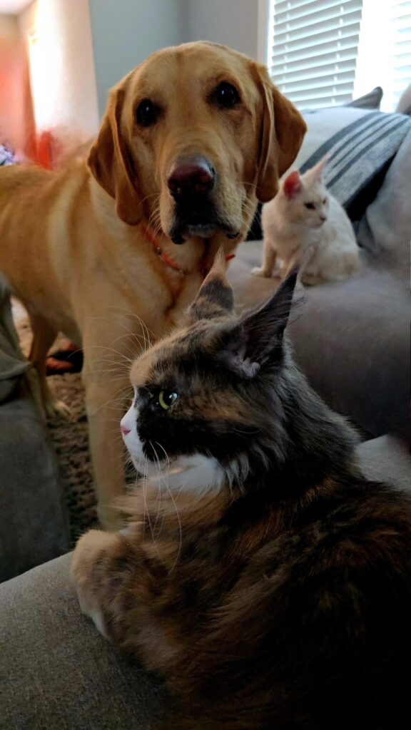Boomer yellow lab with Penelope and Luna cats on couch showing realistic multi-pet household dynamics with mixed comfort levels