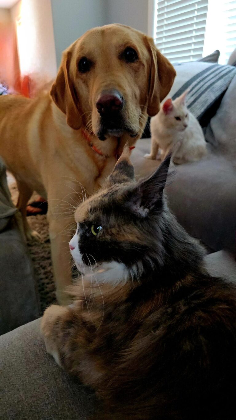 Boomer yellow lab with Penelope and Luna cats on couch showing realistic multi-pet household dynamics with mixed comfort levels