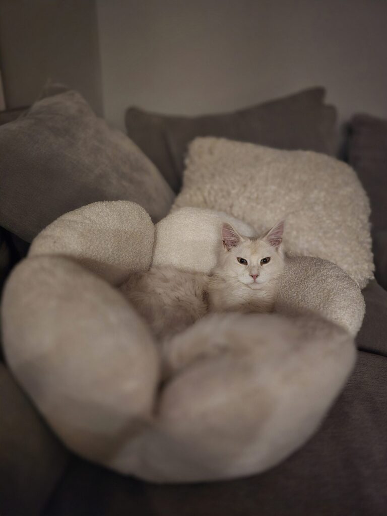 Luna kitten comfortable in cat bed on family room couch showing cat sanctuary integration in main living spaces