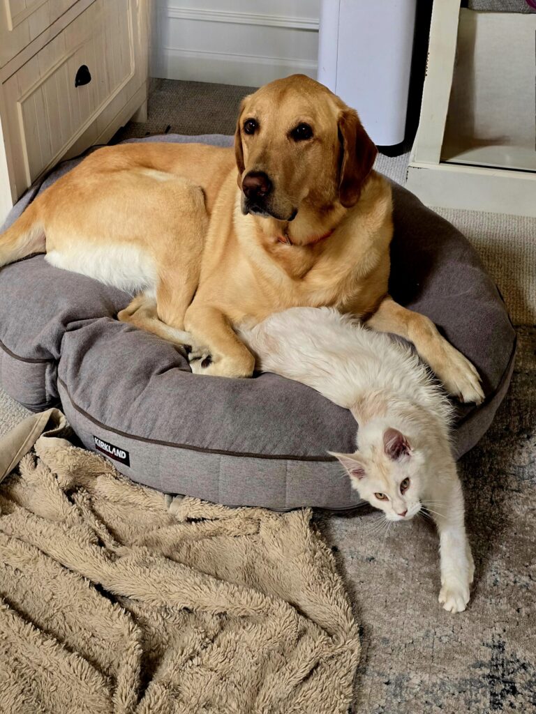 Boomer yellow lab and Luna kitten cuddling on office bed showing exceptional multi-pet household harmony and inter-species bonding
