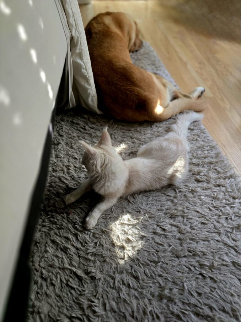Boomer yellow lab and Luna kitten resting peacefully near each other on bedroom floor showing successful multi-pet household harmony
