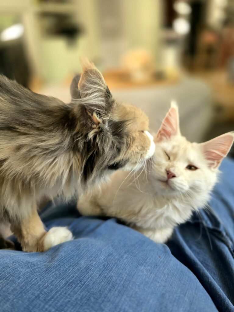 Penelope Maine Coon grooming Luna kitten on owner's lap showing loving bonds that inspire Joyfolk Pets natural pet wellness mission