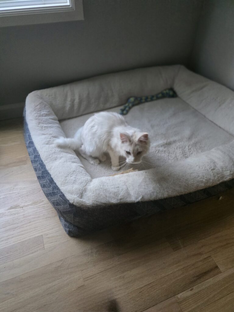 Luna kitten crouched in Boomer's bedroom bed showing cat sanctuary exploration and territorial assessment behavior