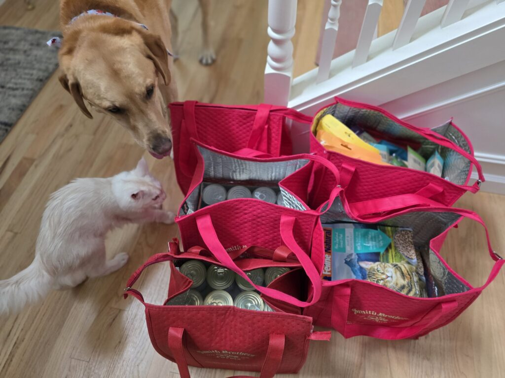 Luna and Boomer examining packed college supply bags with wet food, freeze-dried treats and toppers for bringing cat to college preparation