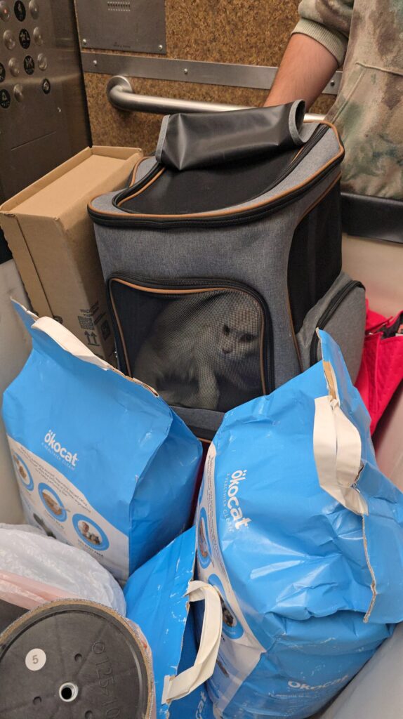 Luna emotional support cat in travel backpack with college supplies in elevator during bringing cat to college move-in day