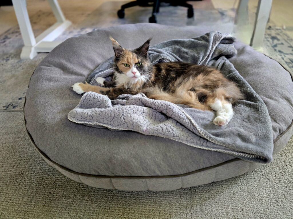 Penelope Maine Coon claiming Boomer's floor bed in office showing cat sanctuary territorial behavior and comfort preferences