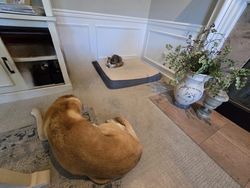 Penelope Maine Coon claiming Boomer's office bed while he rests on floor showing multi-pet household dynamics and territorial negotiation.