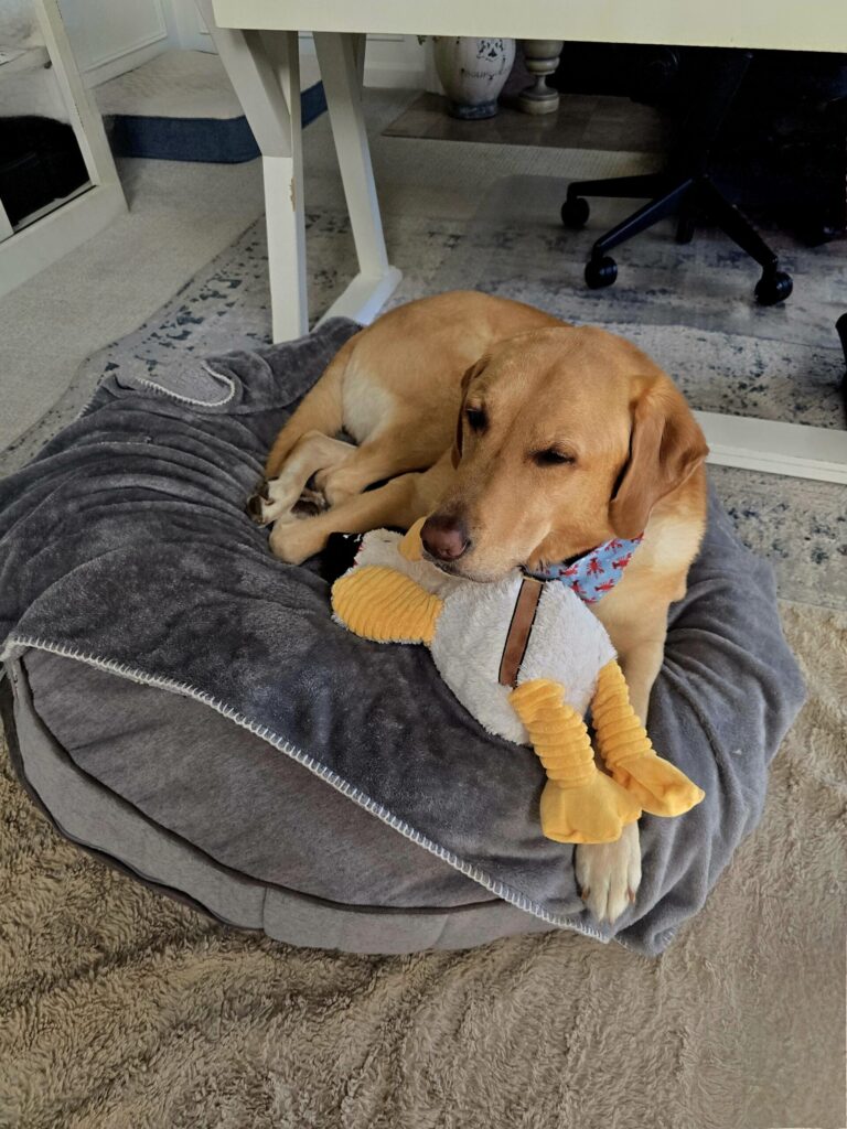 Boomer yellow lab resting on office bed with stuffed chicken toy showing dog-friendly home design comfort zones