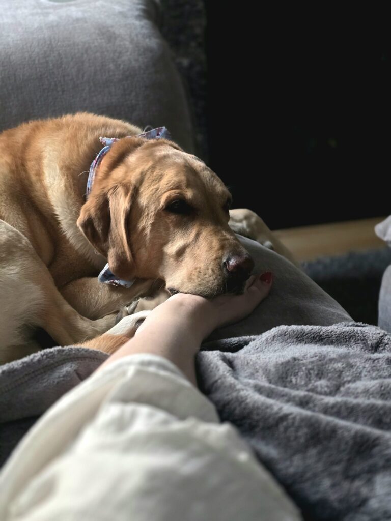 Boomer yellow lab curled up resting head on owner's foot showing deep bond behind Joyfolk Pets natural pet wellness brand story