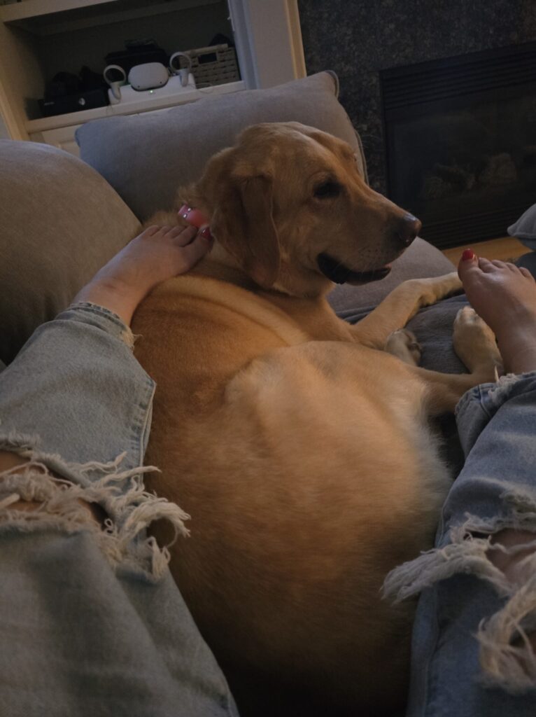 Boomer the dog relaxing happily between owner's legs on couch