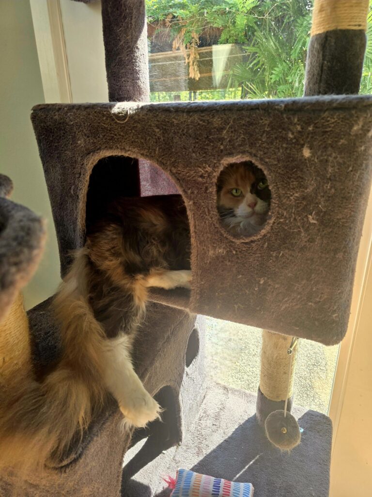 Penelope Maine Coon relaxing in cat tree hideaway box demonstrating feline sanctuary design with secure retreat spaces