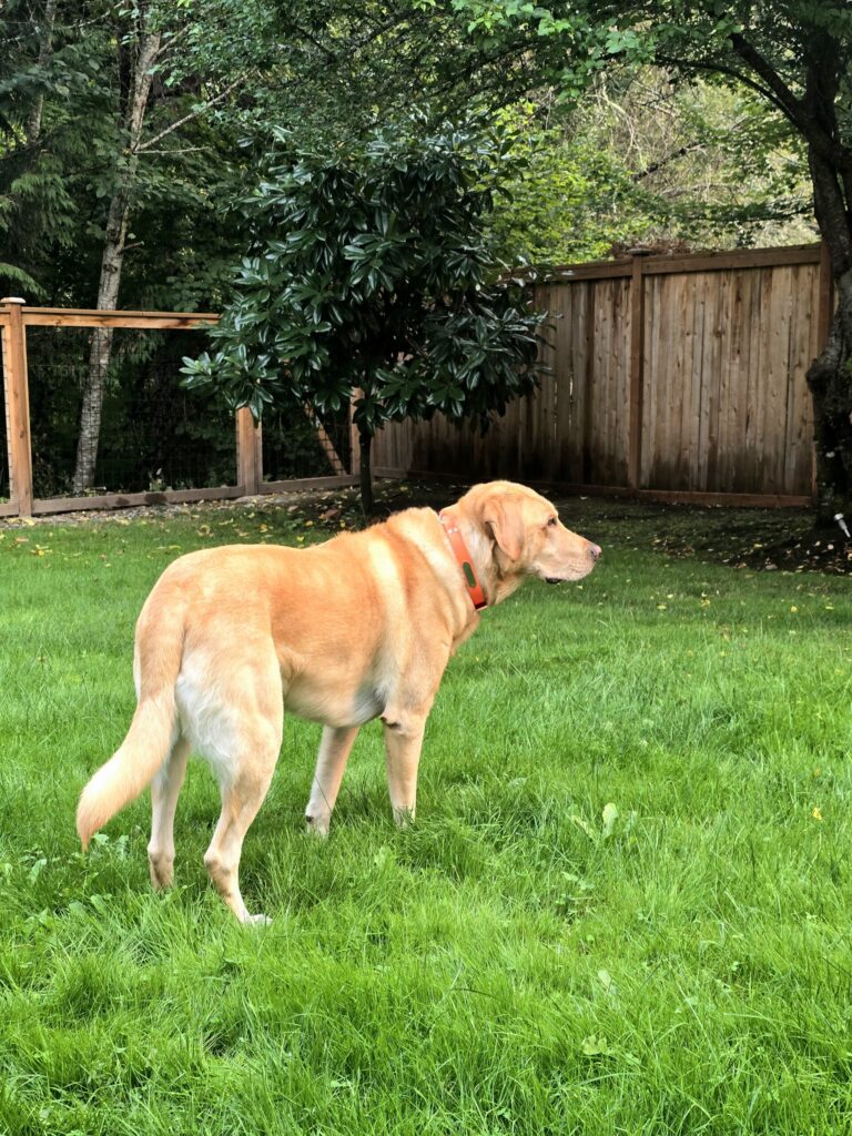 Boomer yellow lab standing alert in secure backyard showing dog-friendly home design outdoor safety and exploration space