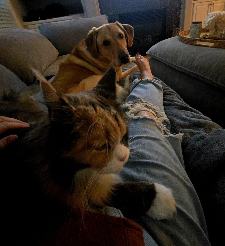 Boomer the yellow lab and Penelope the Maine Coon demonstrating multi-pet household harmony in shared living space