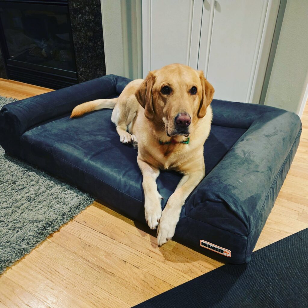 Boomer yellow lab resting on family room bed looking at owner showing dog-friendly home design social comfort zones