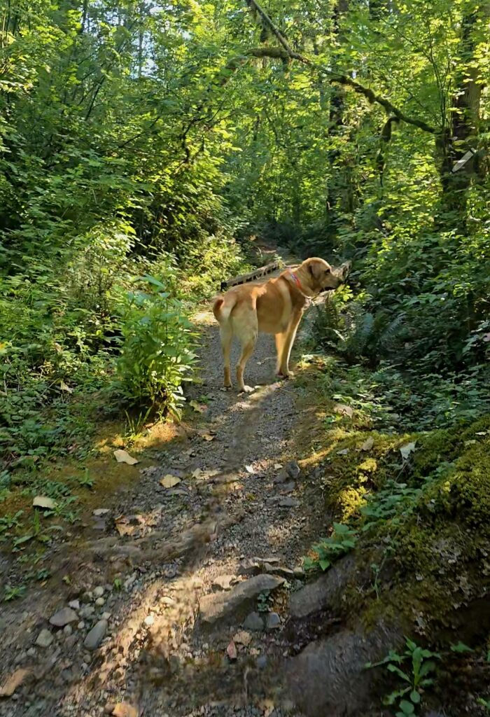 Boomer yellow lab hiking embodying the natural pet wellness brand story and outdoor lifestyle that shaped Joyfolk Pets philosophy