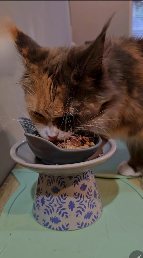Penelope Maine Coon eating from bowl showing shelf-stable cat feeding for mature cats with specific dietary preferences