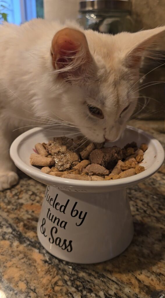 Luna kitten eating from bowl showing shelf-stable cat feeding for sensitive stomach management and kitten nutrition