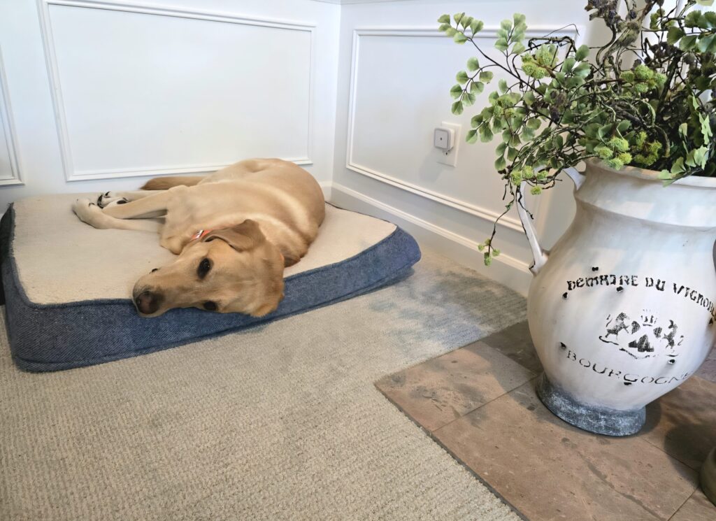 Boomer yellow lab resting comfortably on office bed next to desk showing dog-friendly home design for work-from-home spaces