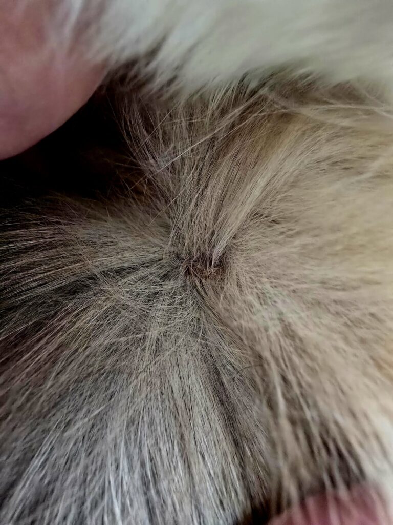 Close-up of skin irritation on cat's neck caused by excessive drooling