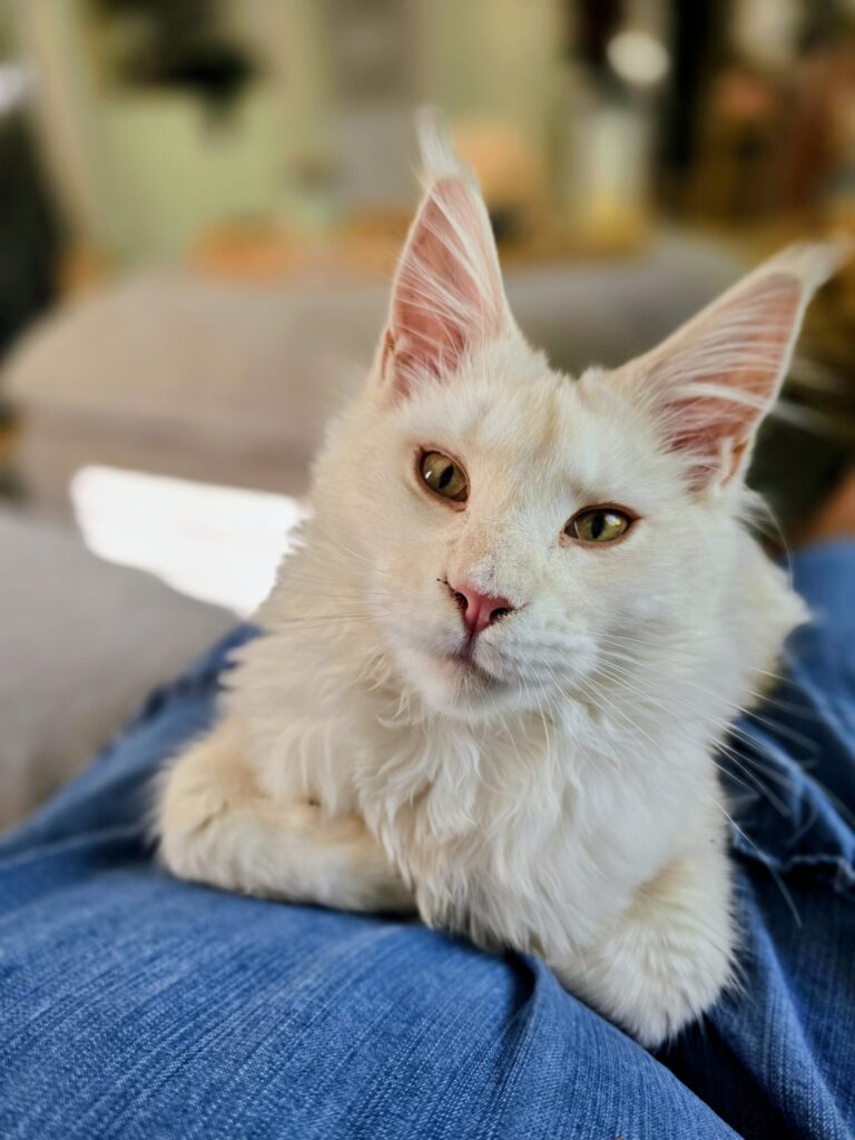 Luna the cat sitting on owner's lap with focused gaze